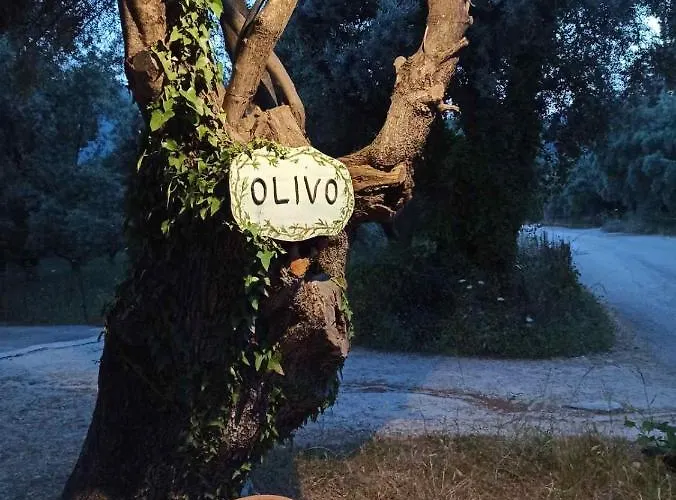 Olivo